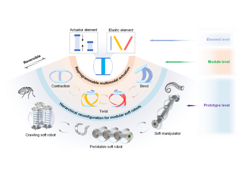 上海交大張文明教授團隊提出分級可重構的軟體機器人設計策略